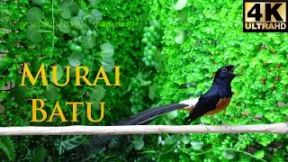 Murai batu (บินหลาดง)