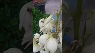 Табиатнинг чаман гули