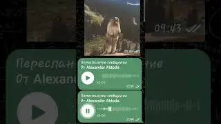 ▷Бобер орет в телеграме◁