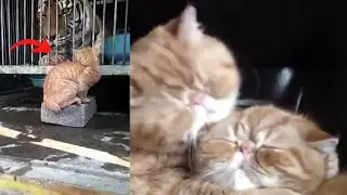 Videos I Found on Reddit 