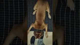 Funny Dog #desidog #pitbull #dogplaying