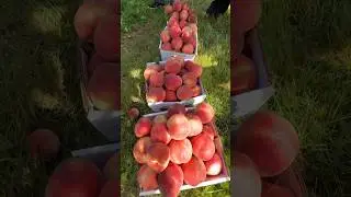 peach picking 摘水蜜桃 8/10/2024