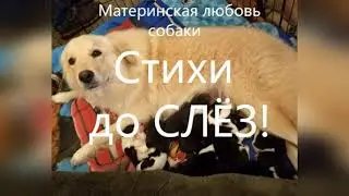 МАТЕРИНСКАЯ ЛЮБОВЬ СОБАКИ. Трогательный стих читает автор Мария Шадрина 