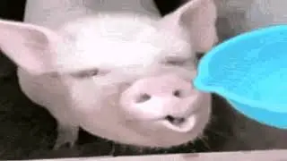 Стёпа Цунами горячий монтаж ЯЙЦА