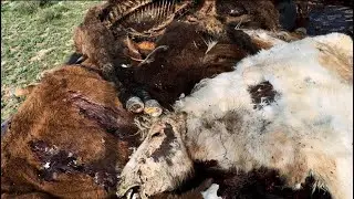 😔😔😔 Ауыл маңайындағы өлекселер....