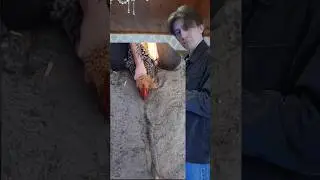 Rooster hypnosis? 