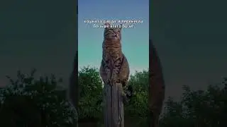 Думаю бригада не Нужна ? #funny #memes #shortvideo #жиза #мемы #мемыизтиктока #shorts #cyxcraft