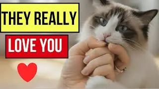 12 SECRETS to Understanding Your Cat's True Feelings Feline Body Language Decoded