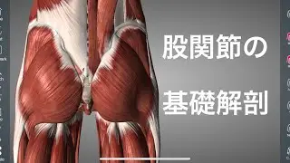 股関節の筋肉の基礎知識を解説してみた