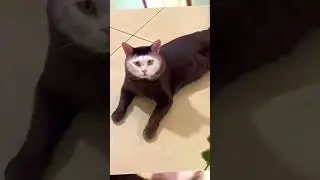 cat laugh on funny face cats 