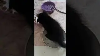 одной тарелки мало😹😹😹😅😅😅#cat #shorts