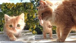 Solnushko, Lula, Iriska Koshlandia,  Siberian Farm cats Лула и Солнышко Бабушка и Внучка