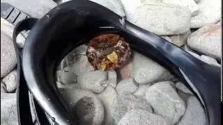 Размножение крабов (18+)