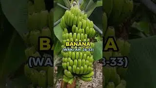 Food mentioned in the Quran 🌲🌲🌲