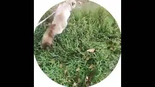 Бежим Ася😺🤣