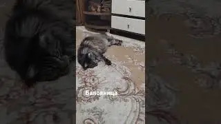 balovnitsa #шортс #animals #животные #tiktok #тикток #рек #топ #dog #cat #instagram #shorts #love #f