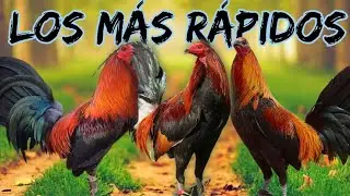 los gallos más veloces @elpoderdelpollo2342