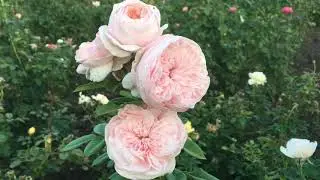 Rose Claire Rose