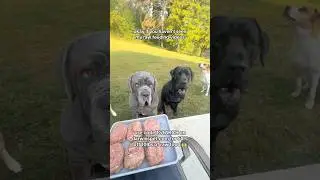 Am I feeding my 4 dogs fairly??? The debate continues (unfortunately 😂😅) #DarwinsPartner