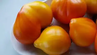 Презентация новинок томатов 2024 г.