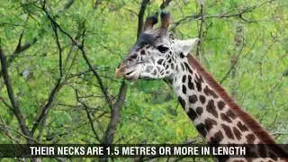 Giraffe Fun Facts for Kids