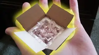 Birthday Ball Python Unboxing