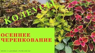 #колеусы