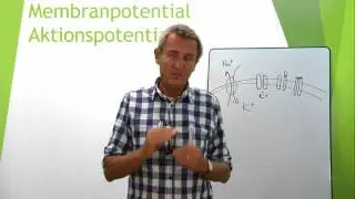 Nervsyst 14  (Vilomembranpotential)