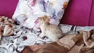 Британский котик NY 24 шиншилла