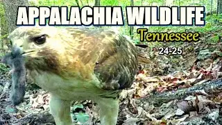 Appalachia Wildlife Video 24-25 of As The Ridge Turns in the Foothills of the Smoky Mountains