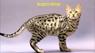 warrior cats in real life