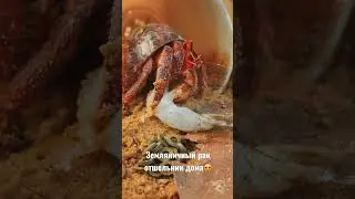 Новый питомец😍 рак отшельник земляничный!