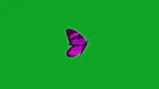 pink butterfly flying green screen | butterfly green screen effects no copyright | green screen