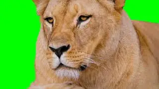 Lion Animaion Green screen | @rk.videogreenscreen