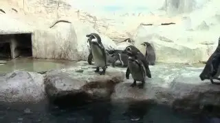 Penguins in the Moscow Zoo / Пингвины в Московском Зоопарке