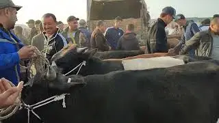 BERUNIY MOL QÒY BOZOR NARXLARI 14_05_2023