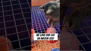 Indoor Zoo for our Cat
