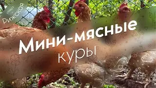 Мини-мясные куры 🐓 Обзор породы