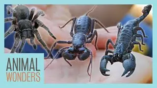 Meet Our Arachnids | Tarantula, Scorpion, and New Vinegaroon!