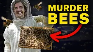Killer Bee Honey Worth The Risk? Jaws Finds Out The Hard Way