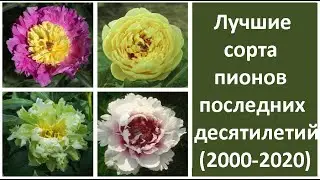 ❀ The best peony varieties of recent decades (2000-2020)