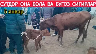СУТДОР ОНА БОЛА ВА БУГОЗ СИГИР НАРХЛАРИ 05.01.2025Г