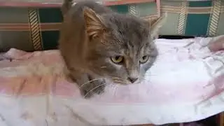 Покупки из магазина ''Светофор''//наши животинки