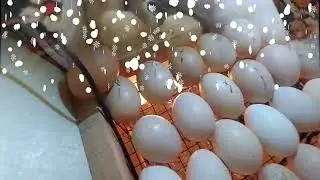 #ИНКУБАТОР УЙ ШАРОЙИТИДА #БРАМА ОЧИЛДИ