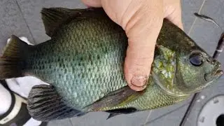 Shellcrackers 2017 Florida - The Bluegill Bully!