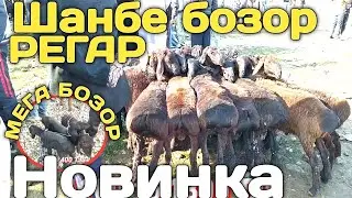 Мол бозор Таджикистан / шанбе бозор нархои гусфанхо, барачахо ва бузхо