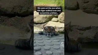 Just a baby 🐯 