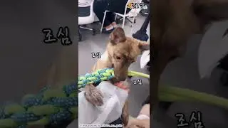 손에 직접 장난감 쥐여주는 강아지