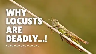 WHAT ARE LOCUSTS & WHY ARE THEY DEADLY
