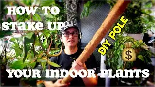 How To Stake Up Your Plants [Plant Tito Ng Japan] + tulong sa pandemic